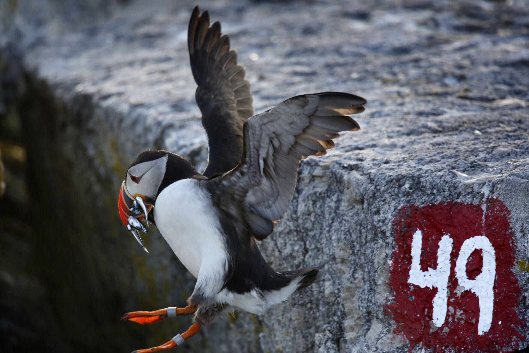 Puffin